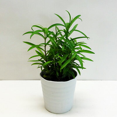 ̃n[ucēׁI~g}[S[h4V[Y^S10D5cm|bgc