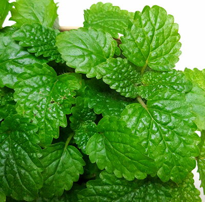 ■香りのハーブ苗■レモンバーム 10.5cmポット苗