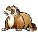 【ゆうパケットOK(メール便)】【受注生産】【FWF】SMSフェレットステッカー【シール】 フェレット UV加工 耐水