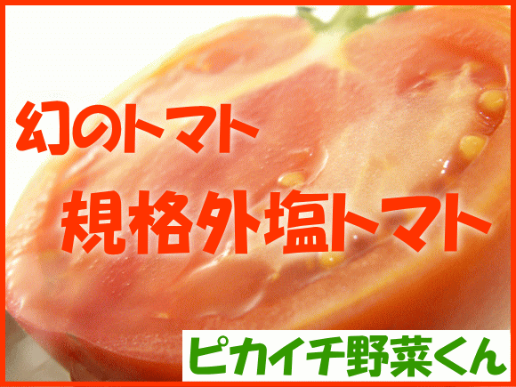 【わけあり】丸かじり塩トマト1Kg箱　【熊本県産】