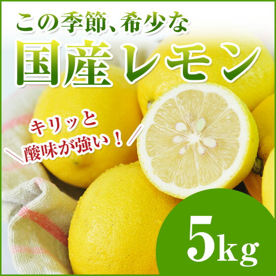 レモンが希少なこの時期に！ 国産レモン 5kg 【檸檬】【人参ジュース】...:pika831:10005158