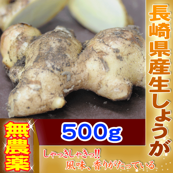 長崎県産！無農薬栽培の生姜500g 