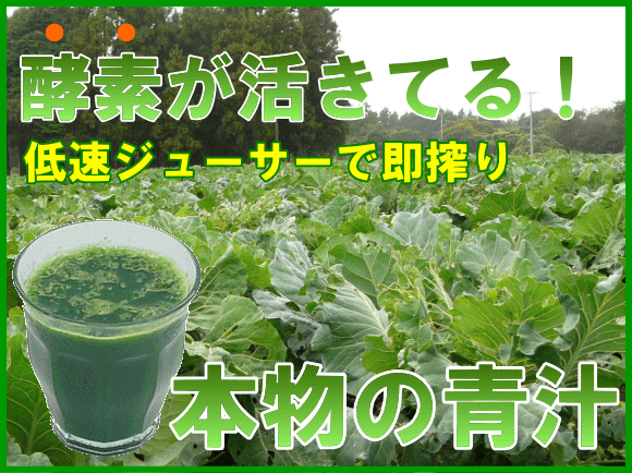 【送料無料】酵素イキイキ！朝採りの生搾り！本物の青汁 【1ヶ月1ケース3ヶ月一括コース・100cc×30p】 【無農薬栽培】