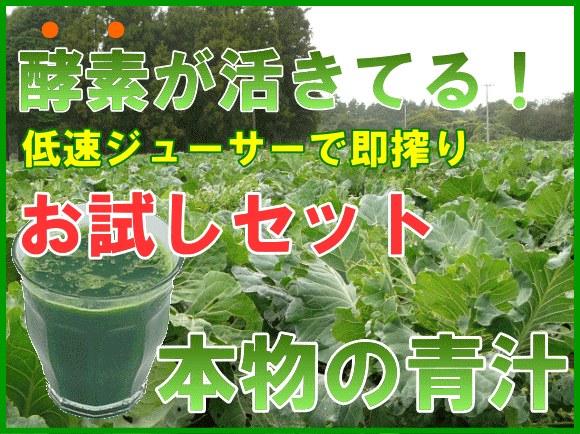 【お試しセット】酵素イキイキ！朝採りの生搾り！本物の青汁 【3日分100cc×3p】 【無農薬栽培】【送料無料】