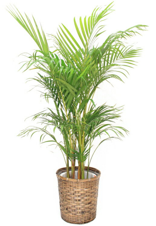 観葉植物・アレカヤシ8号（中サイズ） 【高さ80〜100cm】【売れています！】人気の観葉植物！お祝い、贈り物に最適なアレカヤシ♪