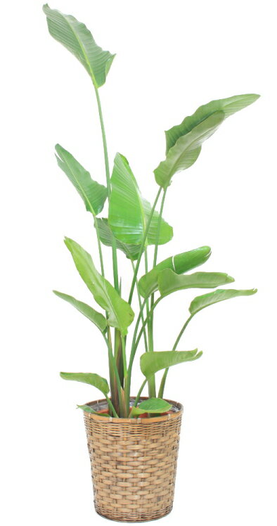 観葉植物・オーガスタ 10号（大サイズ） 【高さ160cm〜180cm】【売れています！】人気の観葉植物！お祝い、贈り物に最適なオーガスタ♪