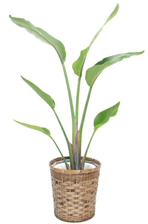 観葉植物・オーガスタ 8号（中サイズ） 【高さ80〜100cm】【売れています！】人気の観葉植物！お祝い、贈り物に最適なオーガスタ♪