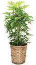 【送料無料】観葉植物・カポック8号(中サイズ) 【高さ80~100cm】 | 花 原木 贈り物 ギフト お祝い 贈答用 癒し 記念日 開店祝い 引越し祝い 引っ越し祝い 転勤 リラックス 友達 会社 上司 後輩 先輩 家族 出店 卒業 歓迎 送迎 プレゼント 贈り物 転居