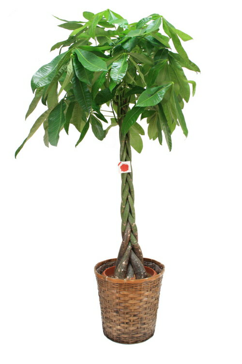 観葉植物・パキラ10号（大サイズ） 【高さ160cm〜180cm】【売れています！】人気の観葉植物！お祝い、贈り物に最適なパキラ♪