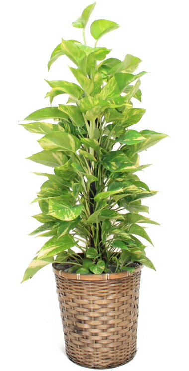 観葉植物・ポトス8号（中サイズ） 【高さ80〜100cm】【売れています！】人気の観葉植物！お祝い、贈り物に最適なポトス♪