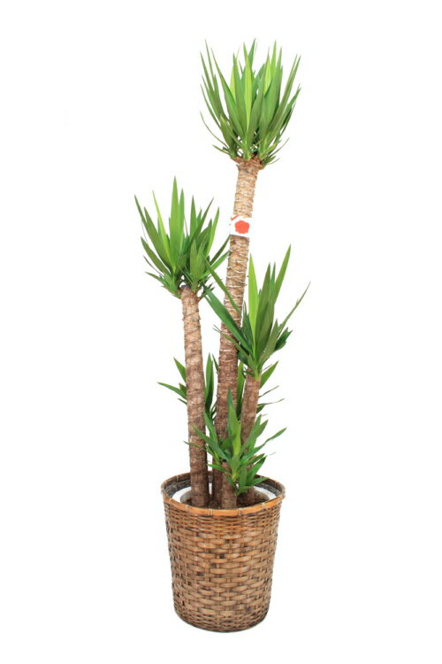 観葉植物・ユッカ10号（大サイズ） 【高さ160cm〜180cm】【売れています！】人気の観葉植物！お祝い、贈り物に最適なユッカ♪