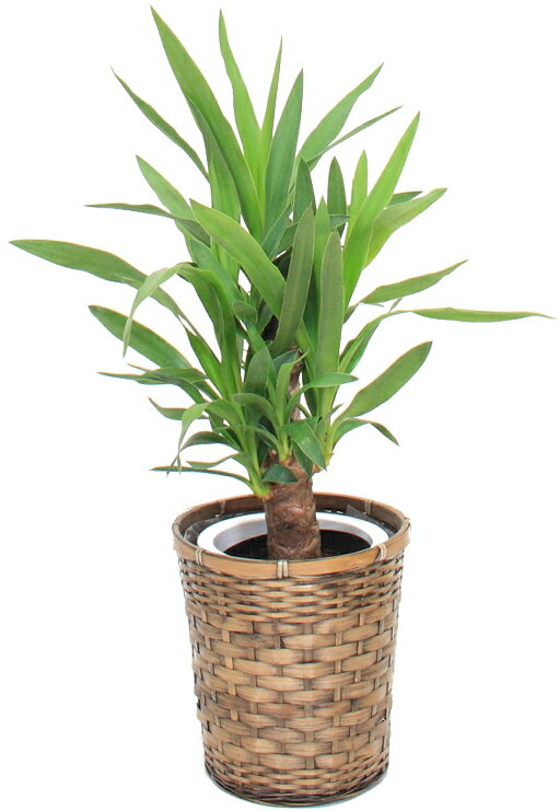 観葉植物・ユッカ6号（小サイズ） 【高さ60cm〜80cm】【売れています！】人気の観葉植物！お祝い、贈り物に最適なユッカ♪