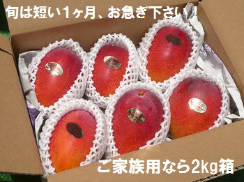 石垣島マンゴー2kgエコ箱入り（4〜6個入）送料無料冷蔵便発送
