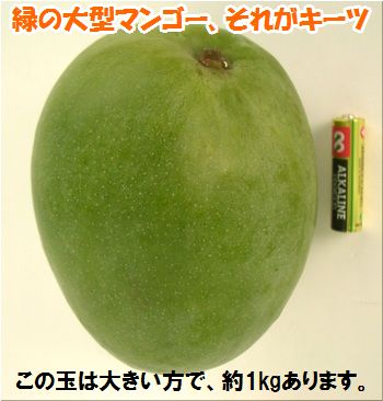 石垣島キーツマンゴー約1kg『完熟お届け』(1〜2個入)送料無料冷蔵便発送