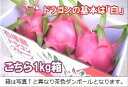 石垣島ドラゴンフルーツ「白」1kgエコ箱入り(2~4個入) 沖縄・石垣島産 冷蔵便・全国送料無料!