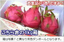 石垣島ドラゴンフルーツ「赤」1kgエコ箱入り(3~6個入) 沖縄・石垣島産 冷蔵便・全国送料無料!