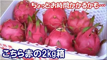 石垣島ドラゴンフルーツ「赤」2kg専用箱入り（4〜8個入）送料無料冷蔵便発送