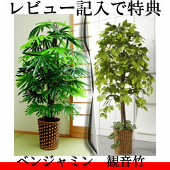 ●レビューでおまけ付き●　【観葉植物　ベンジャミン/観音竹】　大型観葉植物　インテリアグリ…...:pinevalue:10018568