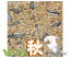 ぴよっちゅ オカメ秋用ブレンド 5kg×2 : 鳥の餌 えさ