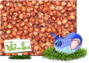 赤 マイロ 5kg×1 : 鳥の餌 えさ