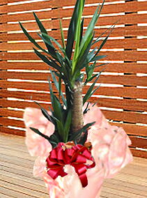 ƥꥢץġ꡼(տʪ)å(ǯ)