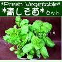 ƤƳڤġĤvegetable[ƤơϤơ٤3ܤ][ΤΩƤ̣]աɡġǥ˥󥰡ۡ桼եβ־