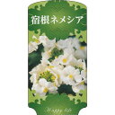 【1000枚】 AC 3型 宿根ネメシア NEMESHI-006 ポリポット用 ラベル 名札 育苗 アンドウケミカル カ施 【代引不可】