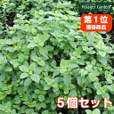 ハーブ 苗 セット レモンバーム 5個(ハーブティー ハーブ 苗 セット 寄せ植え 鉢植え 栽培キット 種 野菜 ミント ラベンダー ローズマリー 花 東京 時期 卸 春 夏 秋 冬 種類 詰め合わせ Herb Lemonbalm)バーム5個