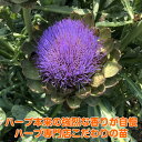 (観葉植物)ハーブ苗 アーティチョーク グリーングローブ 3号(1ポット) 家庭菜園 北海道冬季発送不可