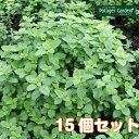 ハーブ 苗 セット レモンバーム 15個(送料無料 ハーブティー ハーブ 苗 セット 寄せ植え 鉢植え 栽培キット 種 野菜 ミント ラベンダー ローズマリー 花 東京 時期 卸 春 夏 秋 冬 種類 詰め合わせ Herb Lemonbalm)バーム15個