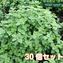 ハーブ 苗 セット レモンバーム 30個(送料無料 ハーブティー ハーブ 苗 セット 寄せ植え 鉢植え 栽培キット 種 野菜 ミント ラベンダー ローズマリー 花 東京 時期 卸 春 夏 秋 冬 種類 詰め合わせ Herb Lemonbalm)バーム30個