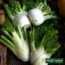 ハーブ 苗 【スイートフェンネル】苗木 料理 ハーブ苗専門店 感動する香り 産地直送 Herb