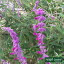 ハーブ 苗 メキシカンブッシュ セージ(アメジスト 花苗 苗木 多年生 多年草 栽培 寄せ植え 育て方 使い方 選び方 野菜 収穫 時期 ハーブティ セージティ 作り方 乾燥 ドライ アロマ 香水 強壮 消化促進 セージグリーン 色 お香 花)Mexセージ
