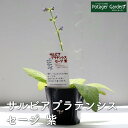 ハーブ 苗 サルビア プラテンシス セージ(免疫力 高める 免疫力を強くする 花苗 苗木 多年生 多年草 栽培 寄せ植え 育て方 使い方 選び方 野菜 収穫 料理 レシピ 簡単 肉 セージティ 乾燥 ドライ アロマ 消化促進 セージグリーン 花 浄化)