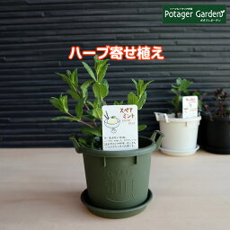 ハーブ スペアミント 苗 植え替え不要（苗 セット プラ製プランター かわいい 寄せ植え ハーブティー ハーブガーデン 観葉植物 送料無料 バジル <strong>ローズマリー</strong> ミント 花苗 苗木 家庭菜園 女子力 <strong>鉢植え</strong> 土 herb）