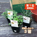 ハーブの苗/カモミール:ダブルフラワーカモミール3号ポット2株セット