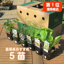 【花苗】八重咲き カモミール 1鉢3?3.5号【お届け中】Chmomilla nobile Flore Plenoポンポン カモミール ダブル カモミール グランドカバー 花苗 多年草 宿根草 苗 白花 ハーブ 苗