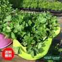 ■宿根草■ラベンダーセージサルビア インディゴスパイヤー10.5cmポット苗