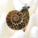 アンモナイト ペンダント|Ammonite 化石 アンモン貝...