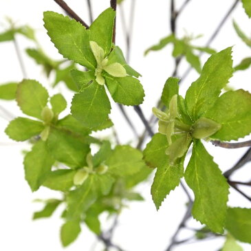 ドウダンツツジ ガラスシリンダーH35 人工観葉植物 フェイクグリーン 造花 GREENPARK