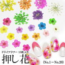 押し花 ドライフラワー (1-20) ケース入り