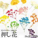 押し花 ドライフラワー (51-60) 10枚入り