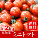 【送料無料】高知産・四国産ミニトマト プチトマト約2kg10P01Mar15高知トマトサミット05P03Sep16