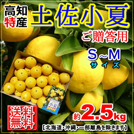 【送料無料】・高知産土佐小夏約2.5kgご贈答宿毛小夏コナツ・日向夏・ニューサマーオレンジ北海道・沖縄送料500円【楽フェス_ポイント10倍】