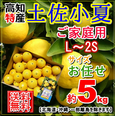 【送料無料】・高知産土佐小夏サイズお任せご家庭用5kg・お土産、コナツ・日向夏北海道・沖縄送料500円父の日10P30May15【オススメ】【楽フェス_ポイント10倍】
