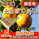 【送料無料】高知産ぽんかん贈答用5kg化粧箱2L〜Lサイズ【RCP】P20Feb16