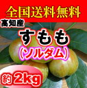 【全国送料無料】高知産・プラムソルダム・すもも約2kg入り