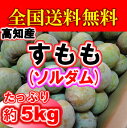 【全国送料無料】高知産・プラムソルダム・すもも約5kg入り