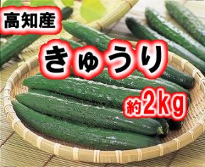 高知産・きゅうり約2kg入り・送料無料商品と同梱で送料無料