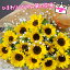 【送料無料】母の日 ひまわり 花束 送料無料!元気になる花・プレミアひまわり